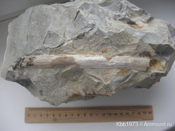 Мурованые Куриловцы. Сеноманский ярус