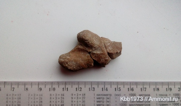 рептилии, мел, ихтиозавры, Украина, сеноман