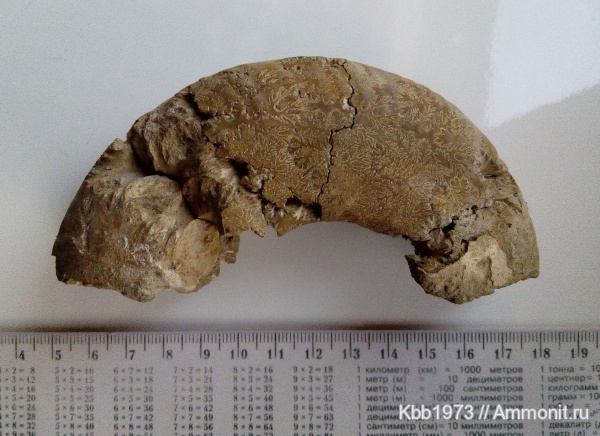 аммониты, мел, Украина, сеноман, Puzosia