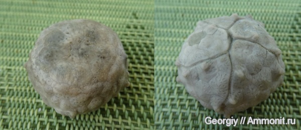 иглокожие, Вильповицы, Ленинградская область, Protocrinites, protocrinites fragum