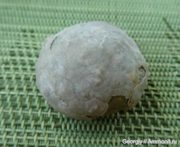 иглокожие, Вильповицы, Ленинградская область, Diploporita, Glyptosphaerites