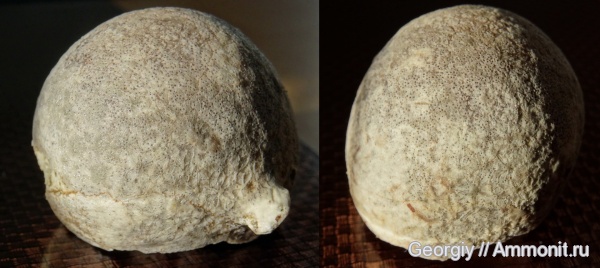 иглокожие, Ленинградская область, Клясино