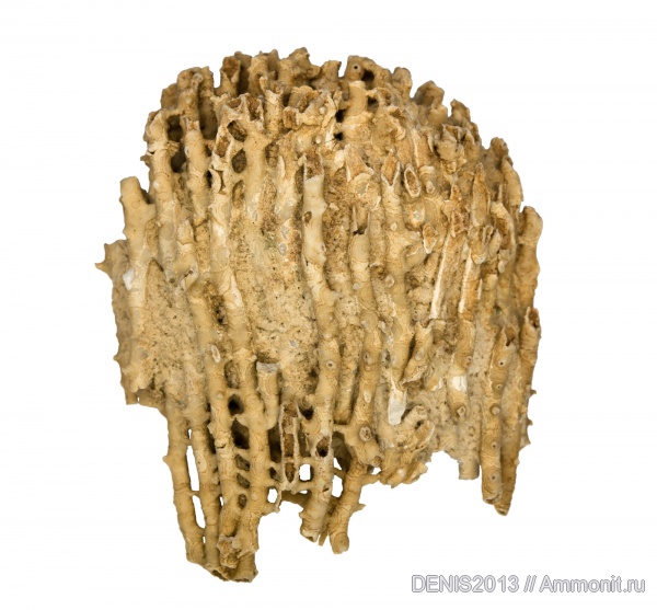 кораллы, Подмосковье, кишечнополостные, беспозвоночные, Syringopora, Tabulata