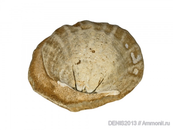 брахиоподы, карбон, раковины, беспозвоночные