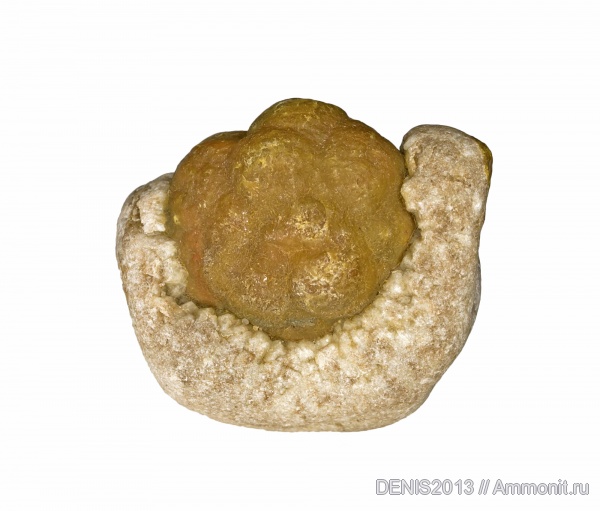 карбон, беспозвоночные, Московская область