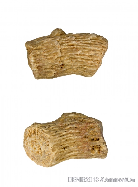 карбон, кораллы, кишечнополостные, беспозвоночные, Rugosa