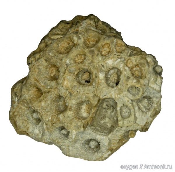 Actinocyathus, Rugosa