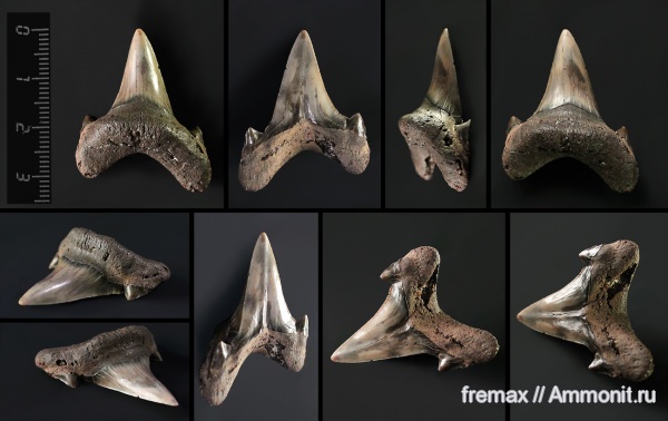 мел, зубы, акулы, верхний мел, сеноман, зубы акул, Dwardius, Cenomanian, Cretaceous, Upper Cretaceous, teeth, shark teeth, sharks