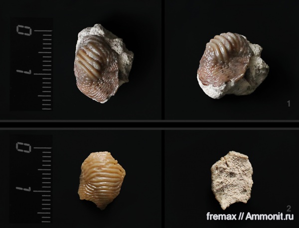 мел, зубы, акулы, верхний мел, сеноман, зубы акул, Ptychodus, Cenomanian, Cretaceous, Upper Cretaceous, teeth, shark teeth, sharks