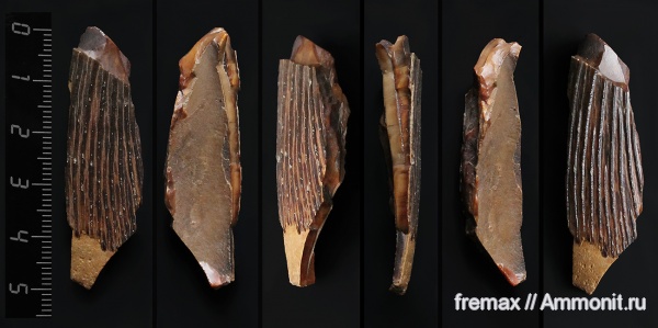 рептилии, мел, водные рептилии, зубы, плиозавры, верхний мел, сеноман, зубы рептилий, Cenomanian, Cretaceous, Upper Cretaceous, teeth