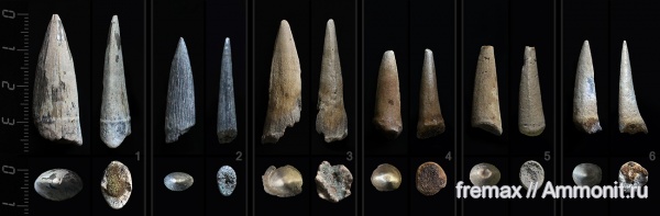 мел, рыбы, зубы, верхний мел, сеноман, зубы рыб, Ichthyodectiformes, Cenomanian, Cretaceous, Upper Cretaceous, fish, teeth, fish teeth