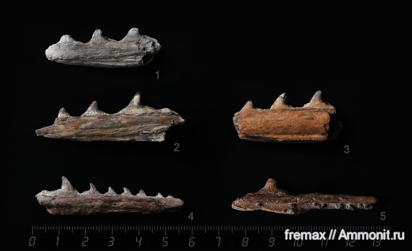 мел, рыбы, верхний мел, сеноман, челюсти, челюсти рыб, Cenomanian, Cretaceous, Upper Cretaceous, Belonostomus, fish