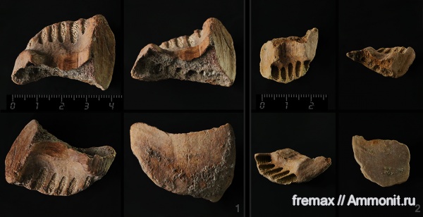 мел, химеры, верхний мел, сеноман, Ischyodus, Cenomanian, Cretaceous, Upper Cretaceous, сошниковая пластина