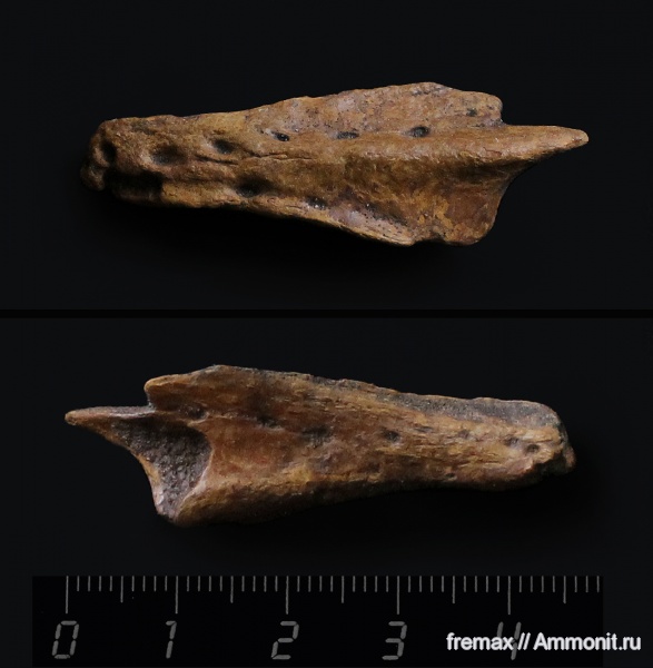 мел, рыбы, верхний мел, сеноман, кости, челюсти, Cenomanian, Cretaceous, Upper Cretaceous, fish