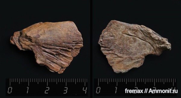 мел, рыбы, верхний мел, сеноман, кости, костистые рыбы, Cenomanian, Cretaceous, Upper Cretaceous, fish