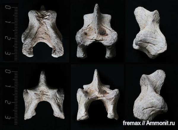 рептилии, мел, водные рептилии, плезиозавры, верхний мел, сеноман, кости, Cenomanian, Cretaceous, Upper Cretaceous