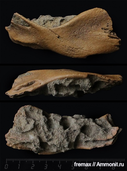 рептилии, мел, водные рептилии, ихтиозавры, верхний мел, сеноман, кости, Platypterygius, Cenomanian, Cretaceous, Upper Cretaceous рептилии, мел, водные рептилии, ихтиозавры, верхний мел, сеноман, кости, Platypterygius, Cenomanian, Cretaceous, Upper Cretaceous