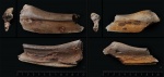 Надугловые кости ихтиозавров (2 шт.)