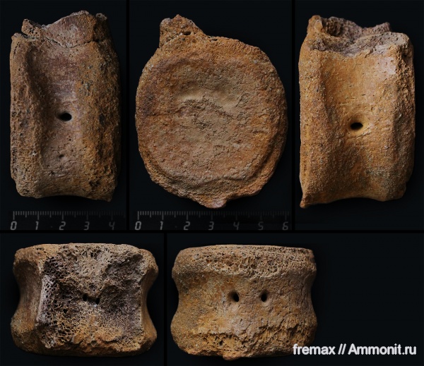 рептилии, мел, водные рептилии, плезиозавры, верхний мел, сеноман, позвонки, кости, Cenomanian, Cretaceous, Upper Cretaceous