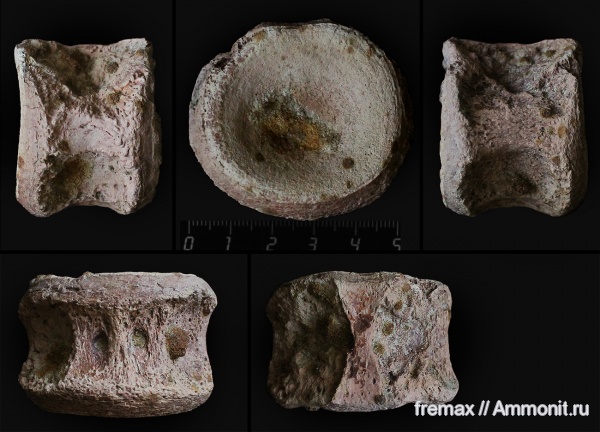 рептилии, мел, водные рептилии, плезиозавры, верхний мел, сеноман, позвонки, кости, Polycotylidae, Cenomanian, Cretaceous, Upper Cretaceous