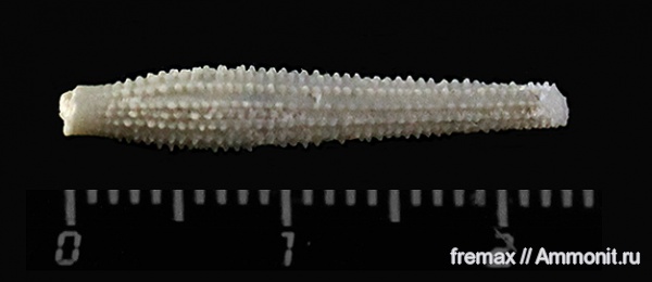 мел, верхний мел, иглы морских ежей, Stereocidaris, Cretaceous, Upper Cretaceous