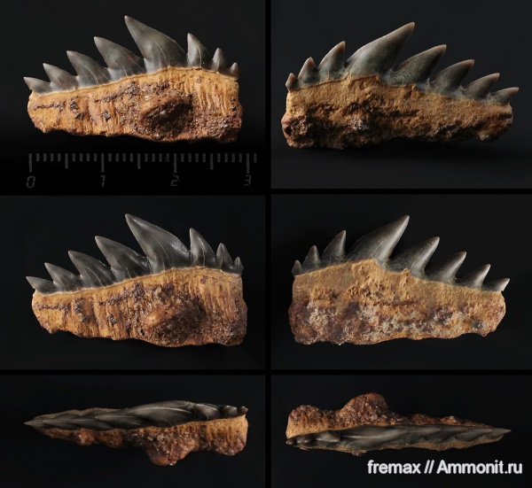 мел, зубы, акулы, верхний мел, сеноман, зубы акул, Notidanodon, Hexanchiformes, Cenomanian, Cretaceous, Upper Cretaceous, teeth, shark teeth, sharks, Notidanodon lanceolatus