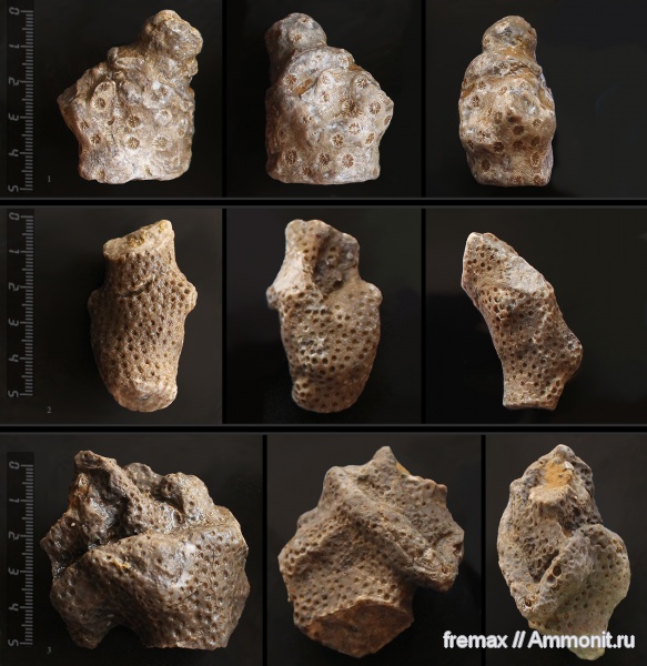 юра, кораллы, юрский период, Крым, колониальные кораллы, верхняя юра, Jurassic