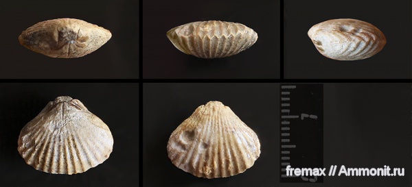 брахиоподы, юра, юрский период, Крым, верхняя юра, Jurassic