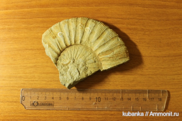 мезозой, Zaraiskites, верхняя юра, Курманаевский район, Upper Jurassic