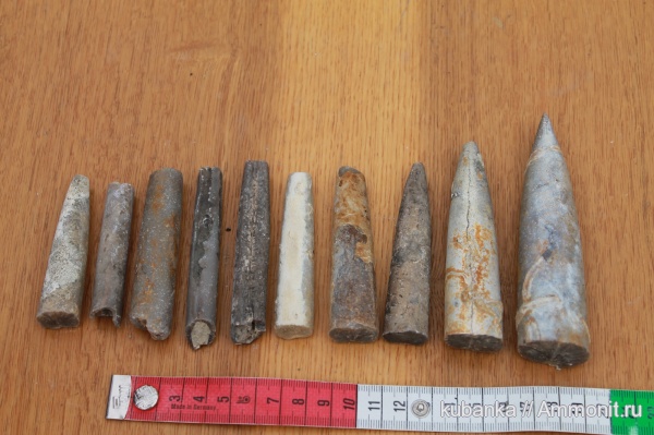 белемниты, мезозой, верхняя юра, Курманаевский район, Upper Jurassic, belemnites