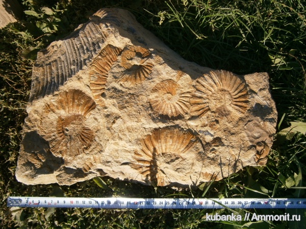 Virgatites, головоногие моллюски, Zaraiskites, верхняя юра, Upper Jurassic