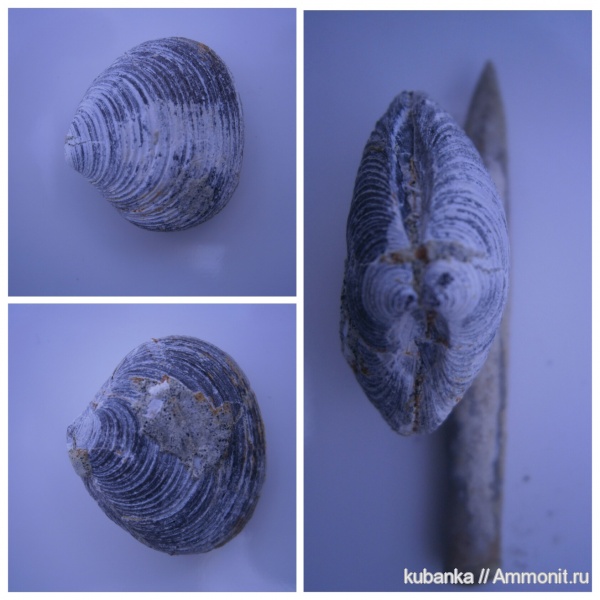 юра, двустворки, мезозой, Astarte, верхняя юра, Jurassic, Upper Jurassic