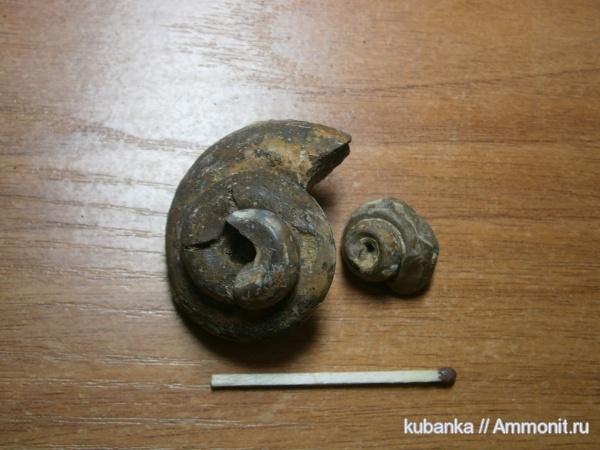 мезозой, брюхоногие моллюски, нижний мел