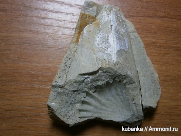 двустворки, мезозой, верхняя юра, Pinna, Upper Jurassic