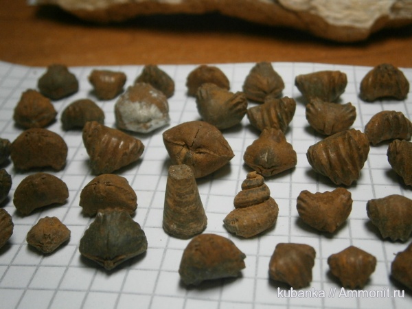 брахиоподы, моллюски, двустворки