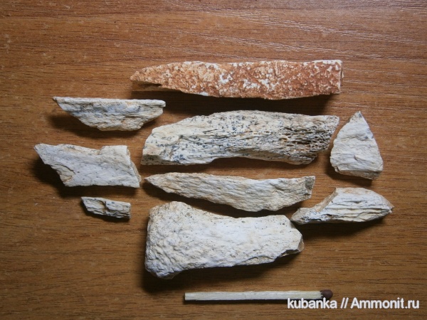 триас, амфибии, тетраподы, Triassic