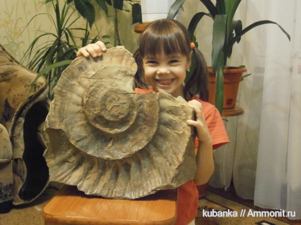 аммониты, головоногие моллюски, Epivirgatites, Ammonites