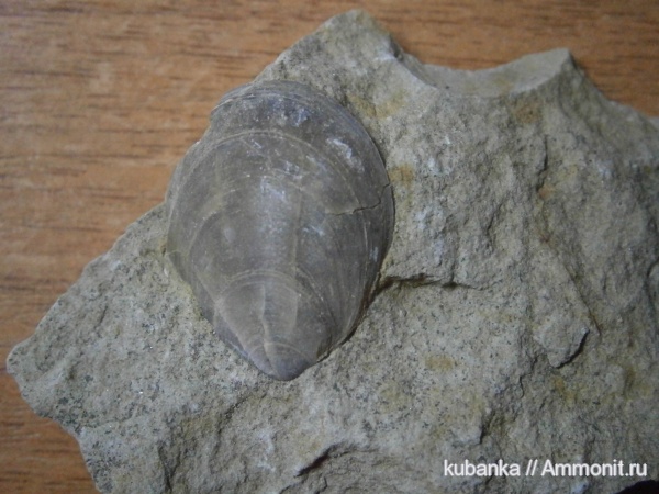 брюхоногие моллюски, верхняя юра, Upper Jurassic