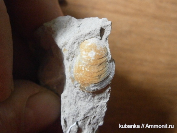 мезозой, верхняя юра, Upper Jurassic