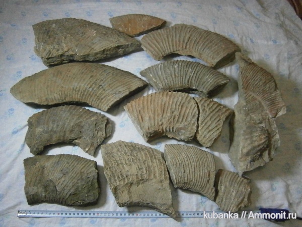 аммониты, мезозой, верхняя юра, Ammonites, Upper Jurassic
