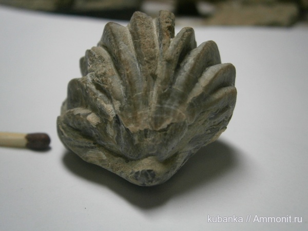 брахиоподы, юра, мезозой, верхняя юра, Jurassic, Upper Jurassic