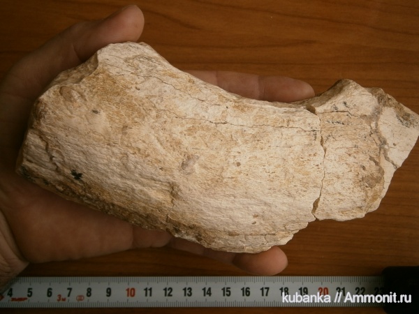 юра, мел, позвоночные, мезозой, Cretaceous, Jurassic