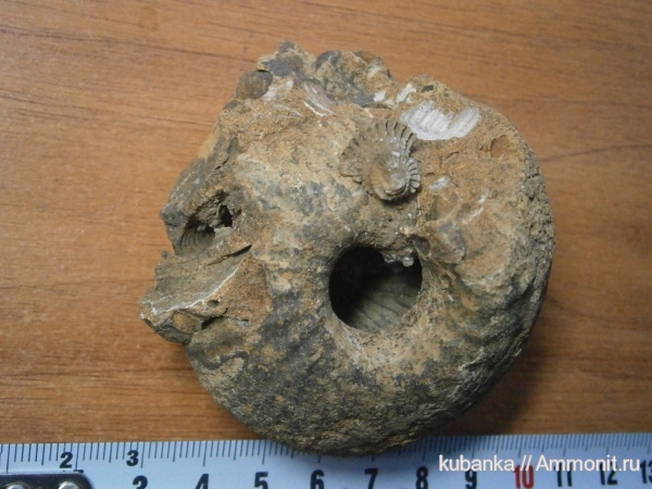 аммониты, средняя юра, Ammonites, Middle Jurassic