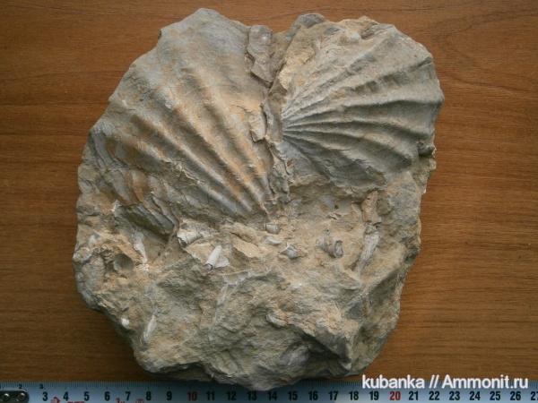 двустворки, мезозой, Ctenostreon, верхняя юра