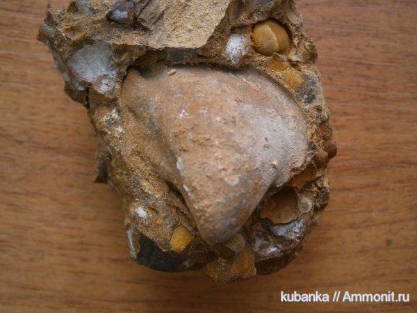 брахиоподы, мезозой