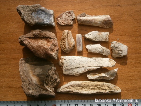 триас, мезозой, нижний триас