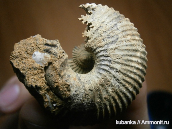 аммониты, мезозой, средняя юра