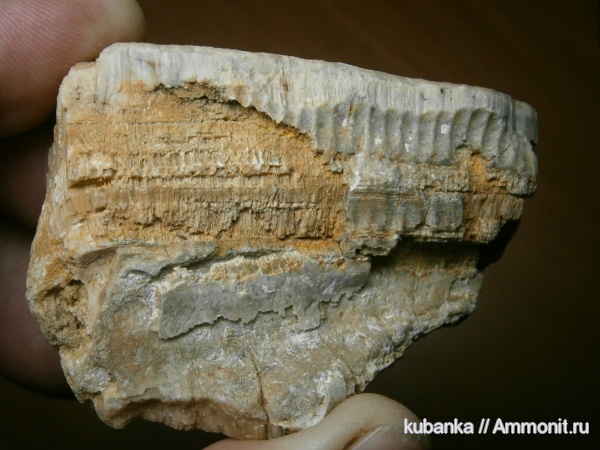 юра, мезозой, средняя юра