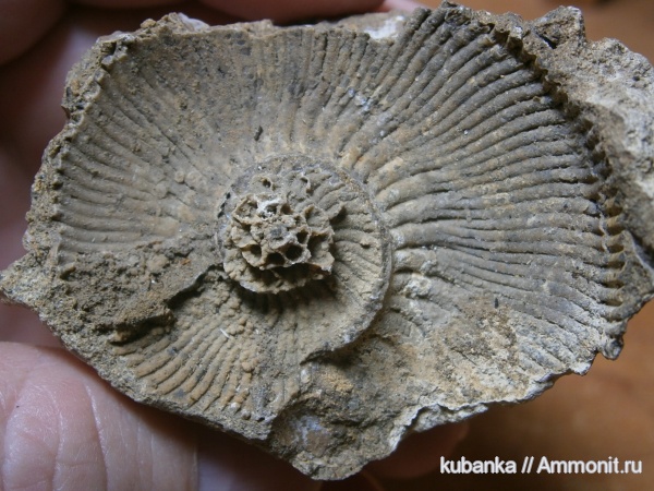 аммониты, юра, мезозой, средняя юра, Gulielmina, Gulielmina quinqueplicata