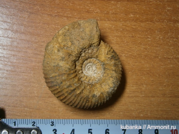 аммониты, юра, мезозой, средняя юра, Kepplerites, Kosmoceratidae, Gowericeras, Kepplerites gowerianus